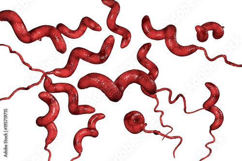 Campylobacter bacteria, C. jejuni, C. fetus, Gram-negative S-shaped motile bacteria the causative agent of food-borne infection campylobacteriosis, 3D illustration