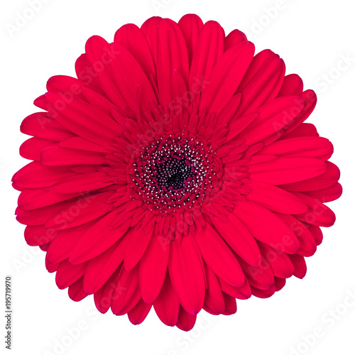 red gerbera flower isolated on white background, view from above