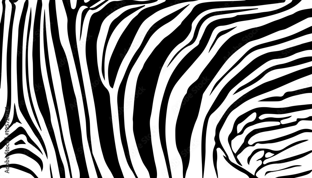 background stripe animals jungle texture zebra vector black white