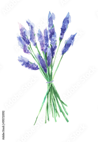 Fototapeta Naklejka Na Ścianę i Meble -  Watercolor lavender bouquet