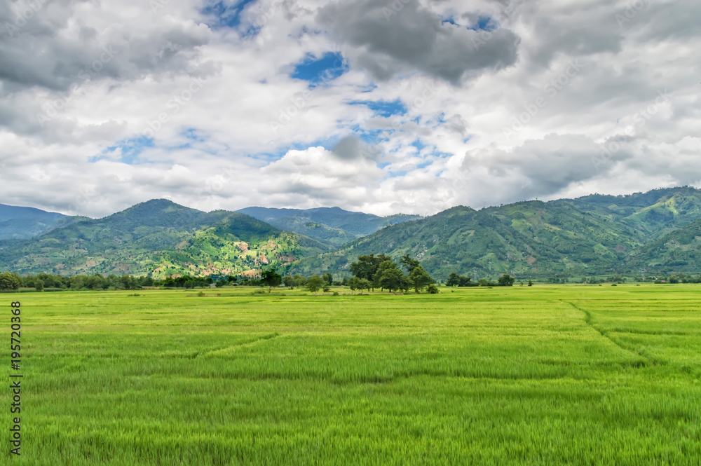 rice fields in Vietnam