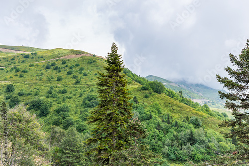 mountain spruce