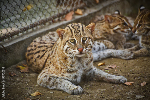 The Fishing Cat Laying on the ground