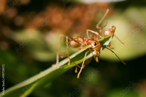 Ant on the leaf macro shot close up © Anupap