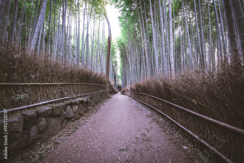 Bamboo forest in Kyoto countryside