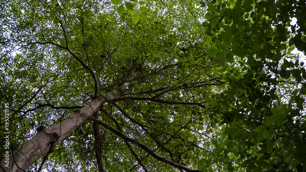 Photo of a tree with sunlight shining through its leaves. Photo of a tree with sunlight shining through its leaves.