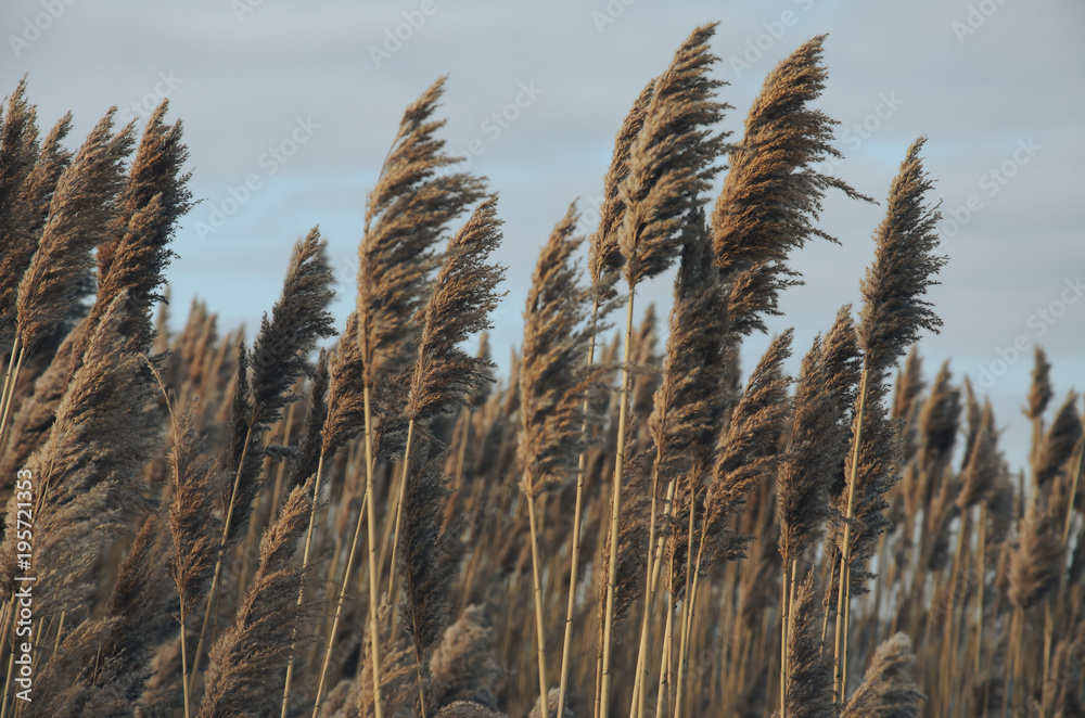 Obraz premium reed on the river bank