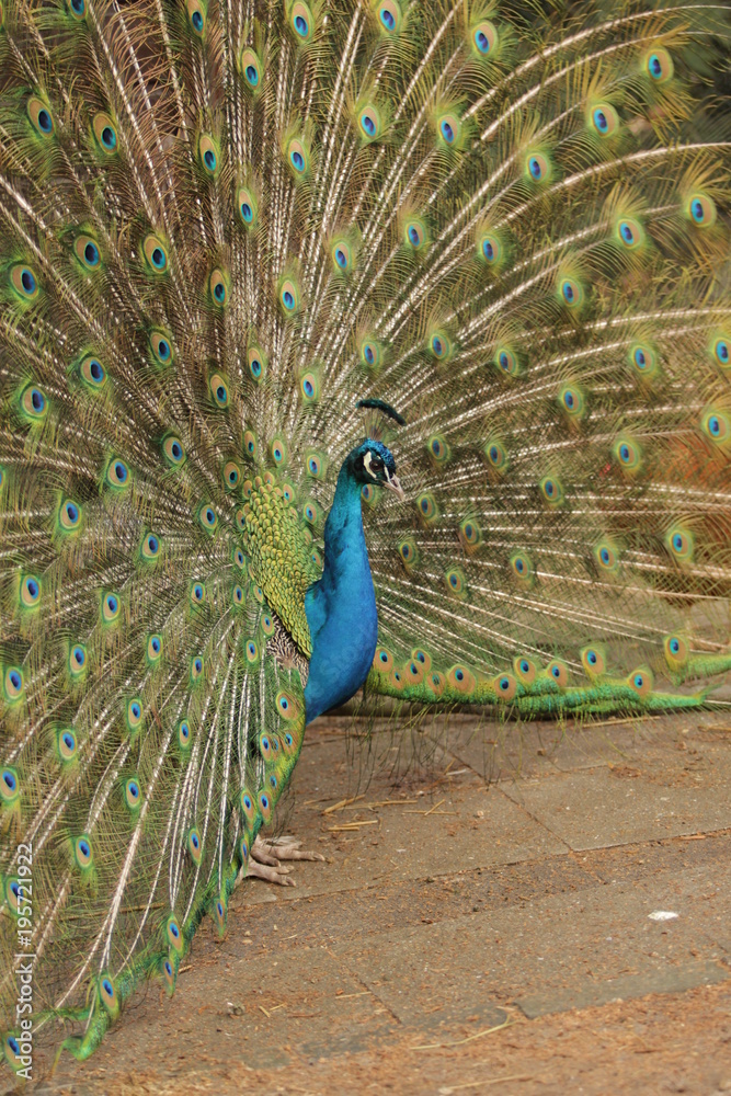 Fototapeta premium Pfau, peacock, Pavo cristatus