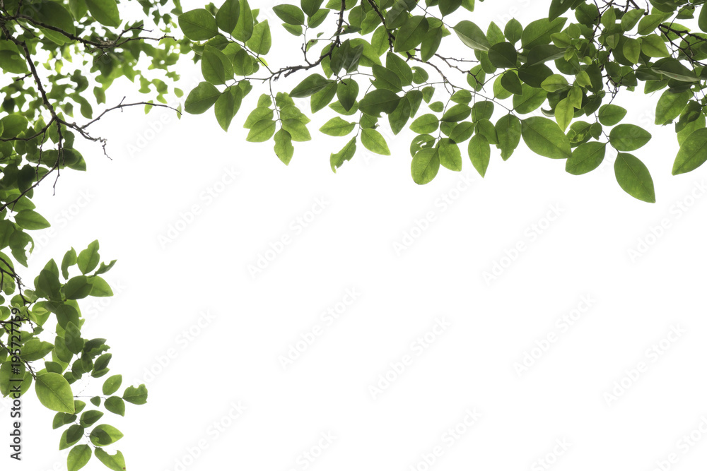 Closeup Green leaf with water droplets isolated on white background of file with Clipping Path . Closeup Green leaf with water droplets isolated on white background of file with Clipping Path .