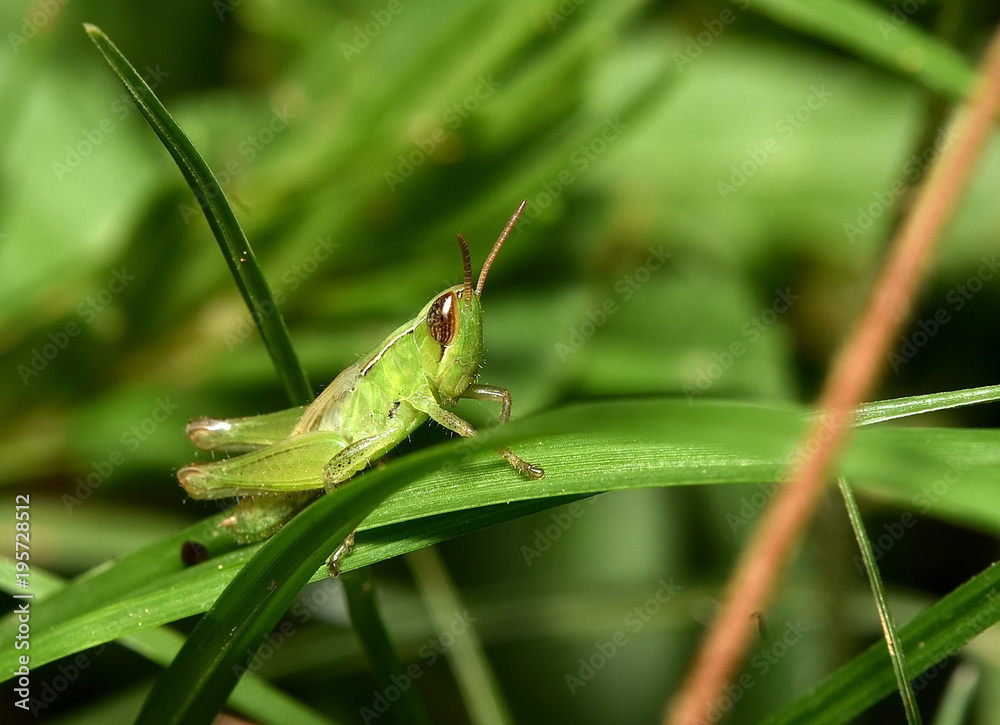 Grasshopper Grasshopper