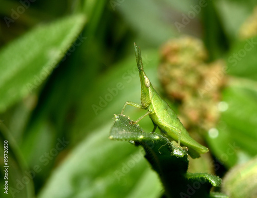 Grasshopper © draft2512