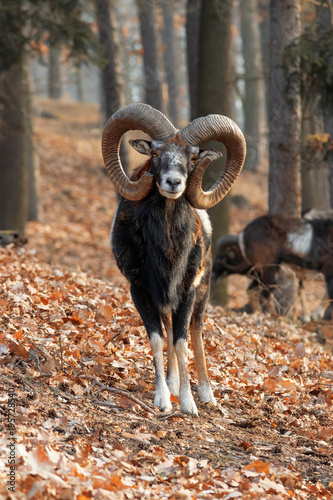 The moufflons in the forest in winter season. 3 moufflons climb on the steep hill. Wild animals with huge horns in the nature habitat. The focus on the front animal. Ovis orientalis.