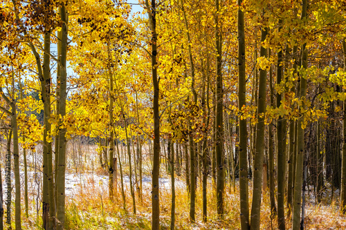 Season changing, first snow and autumn trees