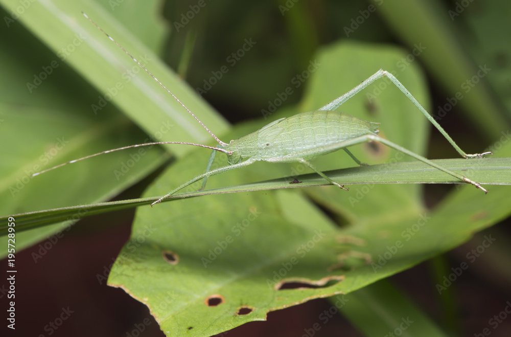 Fototapeta premium Grasshopper