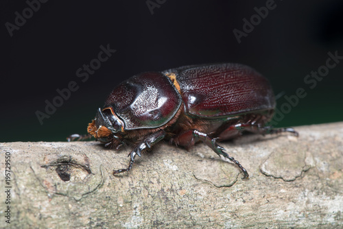 Beetles © draft2512