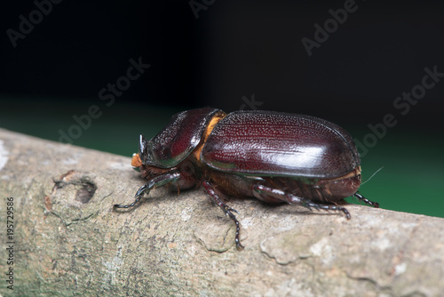 Beetles © draft2512