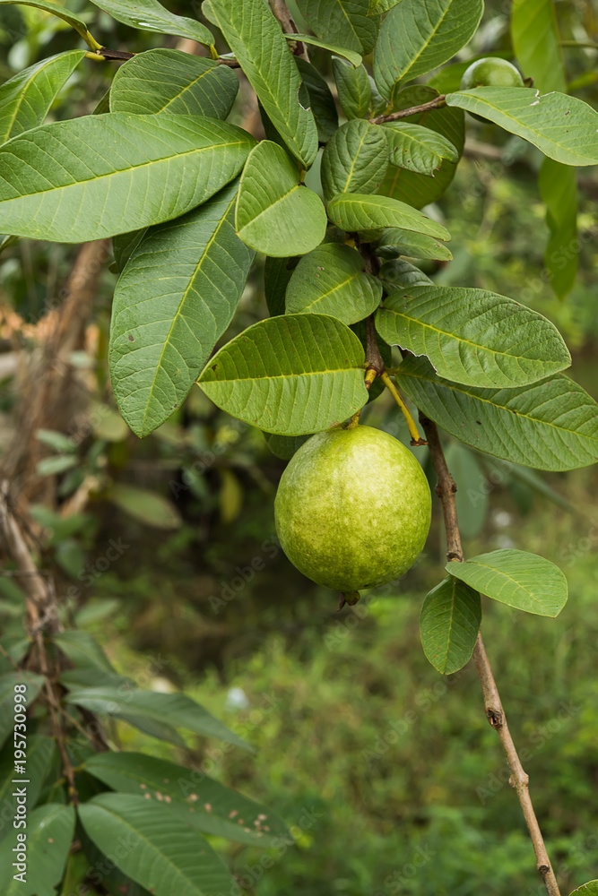 Green Guava with leaves on tree.