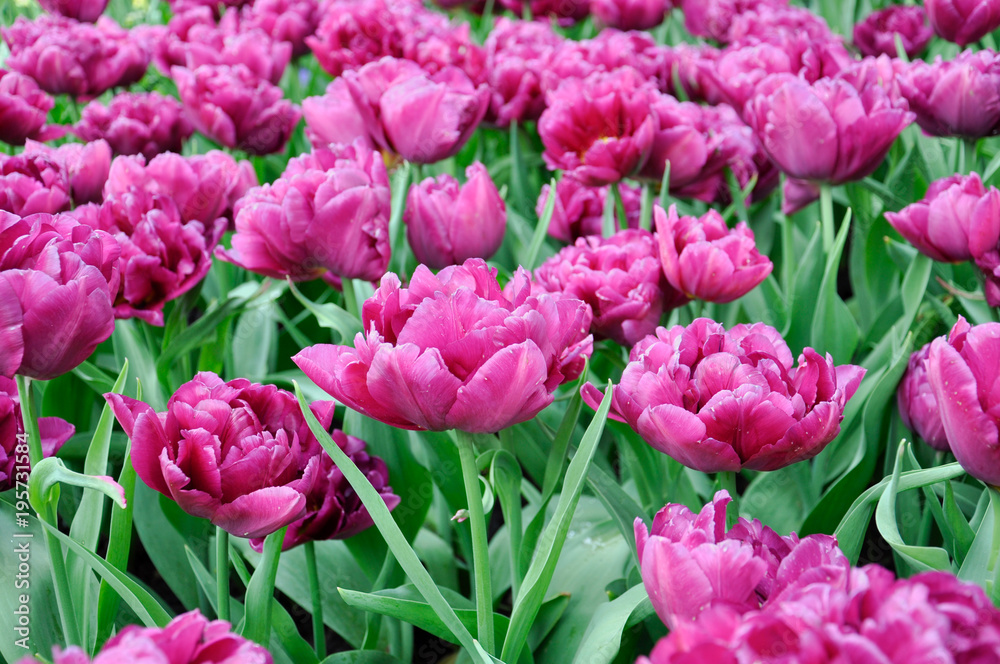 Tulip blossom. Close-up pink flowers field outdoors. Tulip blossom. Close-up pink flowers field outdoors.