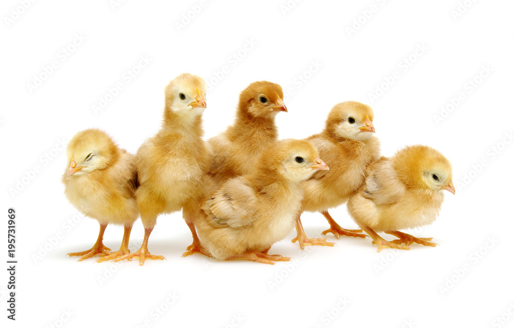 Chicks isolated on white