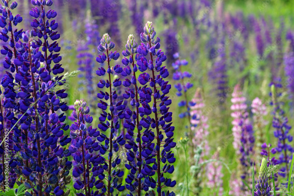 Naklejka premium flower on a green