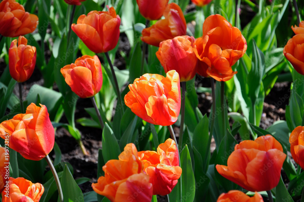 Orange-red tulips in the spring garden, background wallpaper Orange-red tulips in the spring garden, background wallpaper
