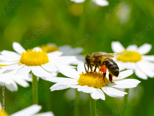 Bee and flower