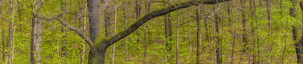 Obraz premium Laubwald, Ausschnitt, Frühling, Panorama