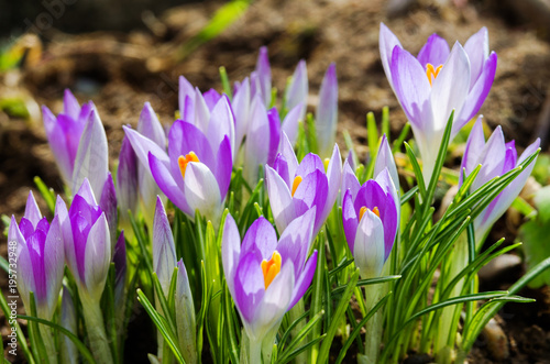 Photo close small spring flowers crocuses