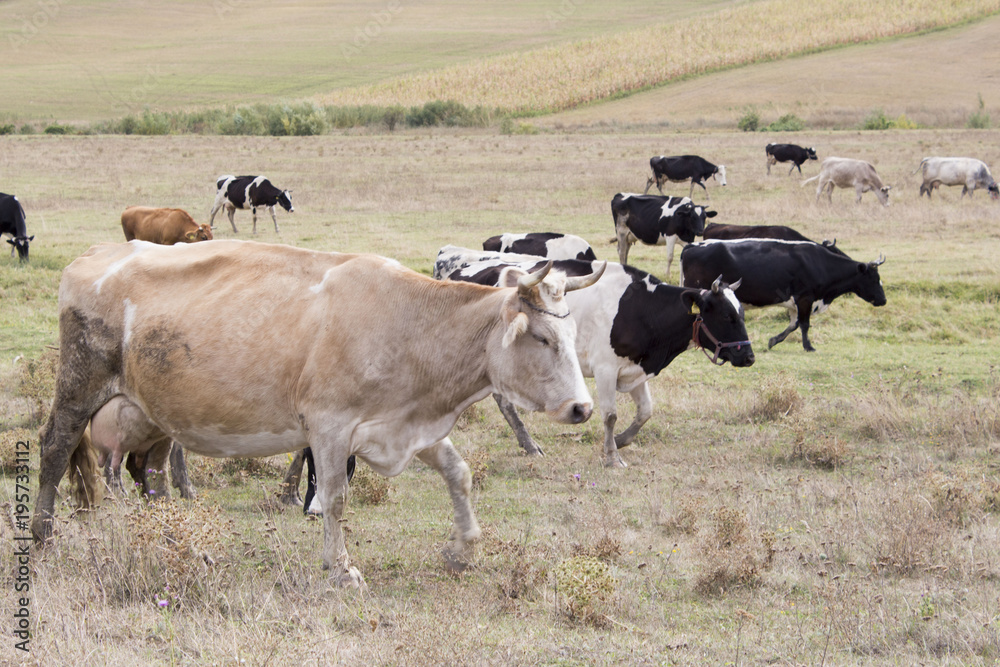 Many cows grazing on the field. Dairy farm in countryside. Black and brown cows on the meadow. Many cows grazing on the field. Dairy farm in countryside. Black and brown cows on the meadow.