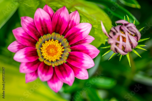 Two gazania flowers. One in full bloom displaying its vibrant colours and patterns  and one just ready to open.
