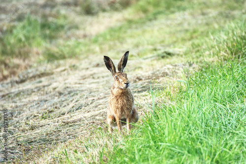 Friendly rabbit free on a field in summer  © nikidericks