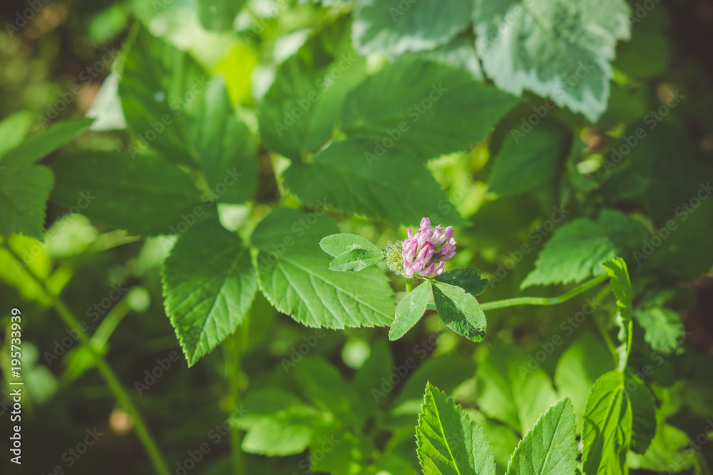 Blooming clover (Trifolium pratense) in the garden. Selective focus. Blooming clover (Trifolium pratense) in the garden. Selective focus.