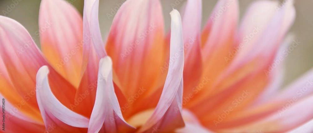 Close up of beautiful orange Dahlia flower - obrazy, fototapety, plakaty 