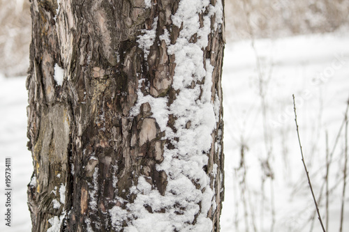 Winter forest. Pine forest in winter In the snow