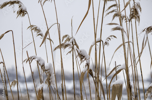 Reed in snow, snow on a reed