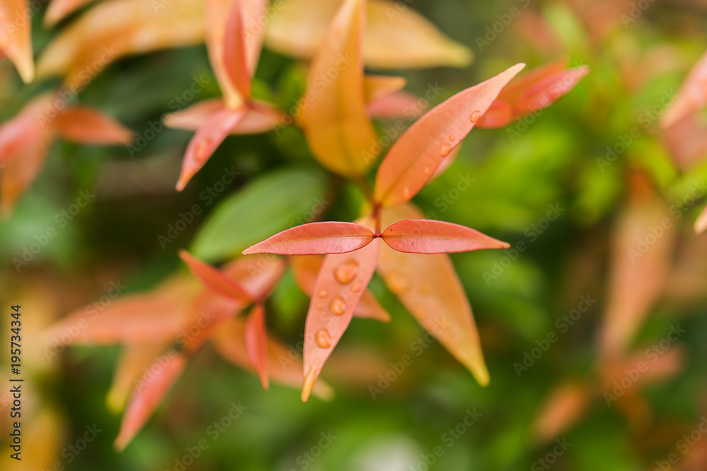 Obraz premium Close up young leaves of Australian Rose