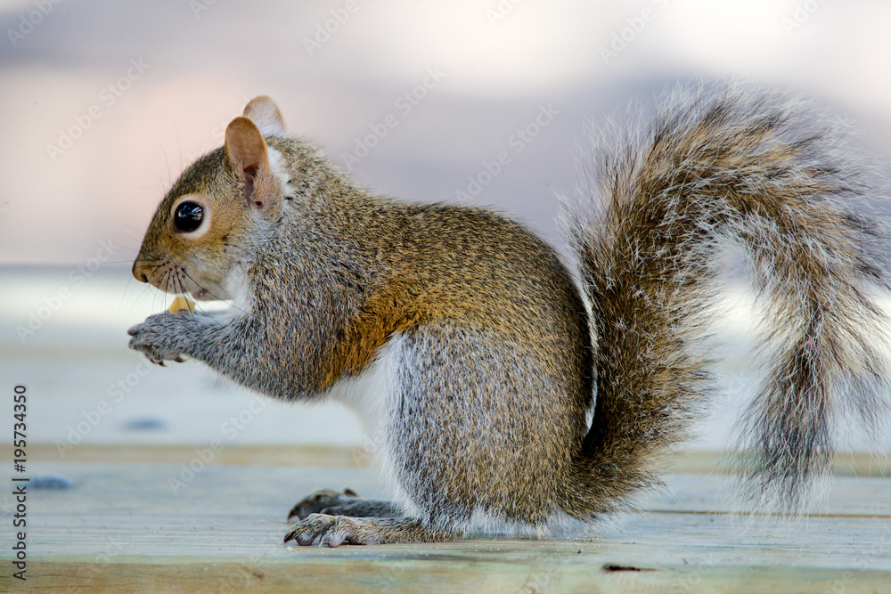 Obraz premium Grauhörnchen in Florida