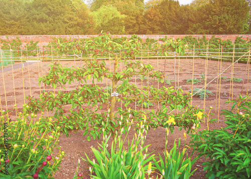 Pear Conference tree in Kitchen garden of Audley UK photo