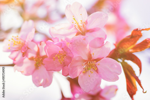 Apple tree pink flowers blossom in spring Vilnius