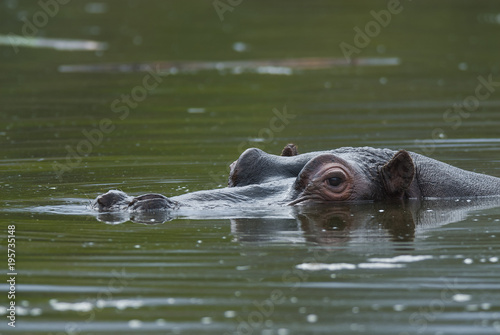 Hippopotamus , Kruger National Park
