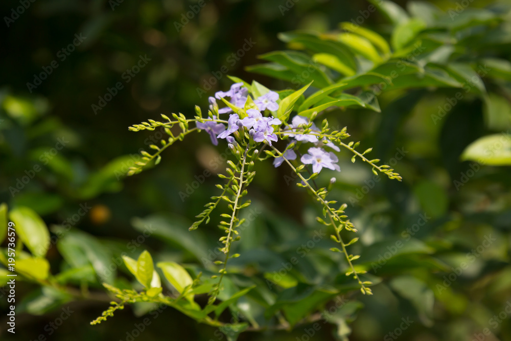 Small white mix violet flower or Duranta repens Flower Small white mix violet flower or Duranta repens Flower