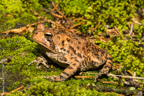 A close up of an American Toad