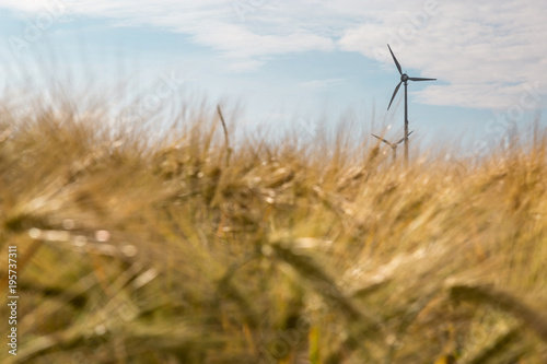 Wind turbines and barley field © David.Sch