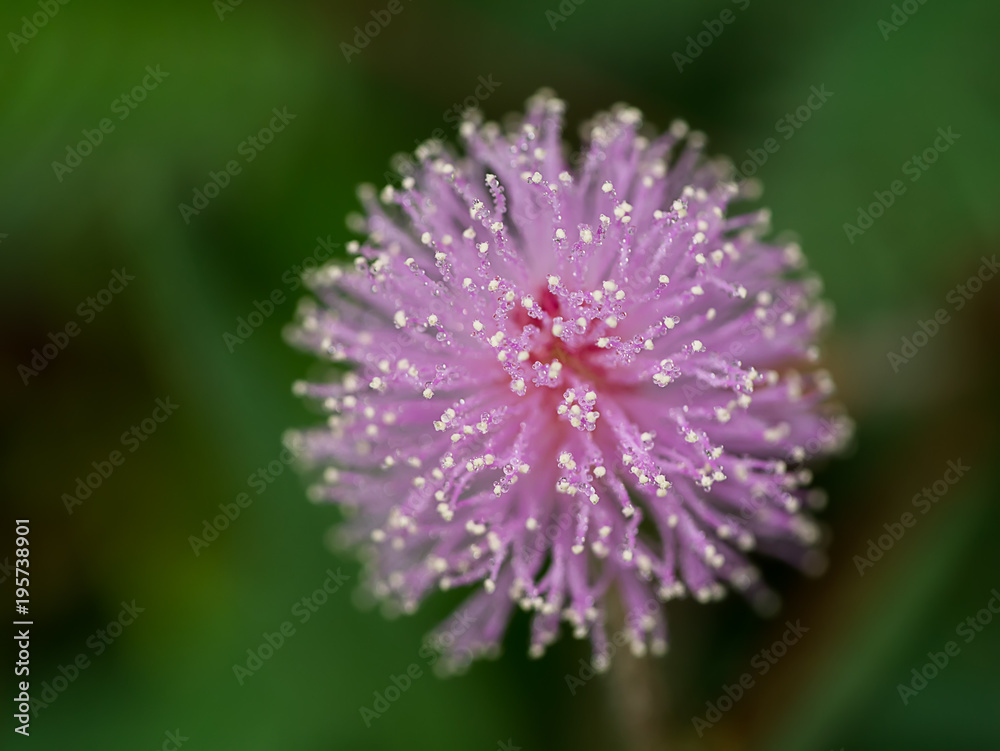 Close up of Sensitive plant flower. Close up of Sensitive plant flower.
