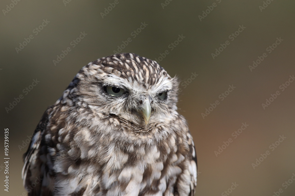 Obraz premium Little owl hunts into the ground