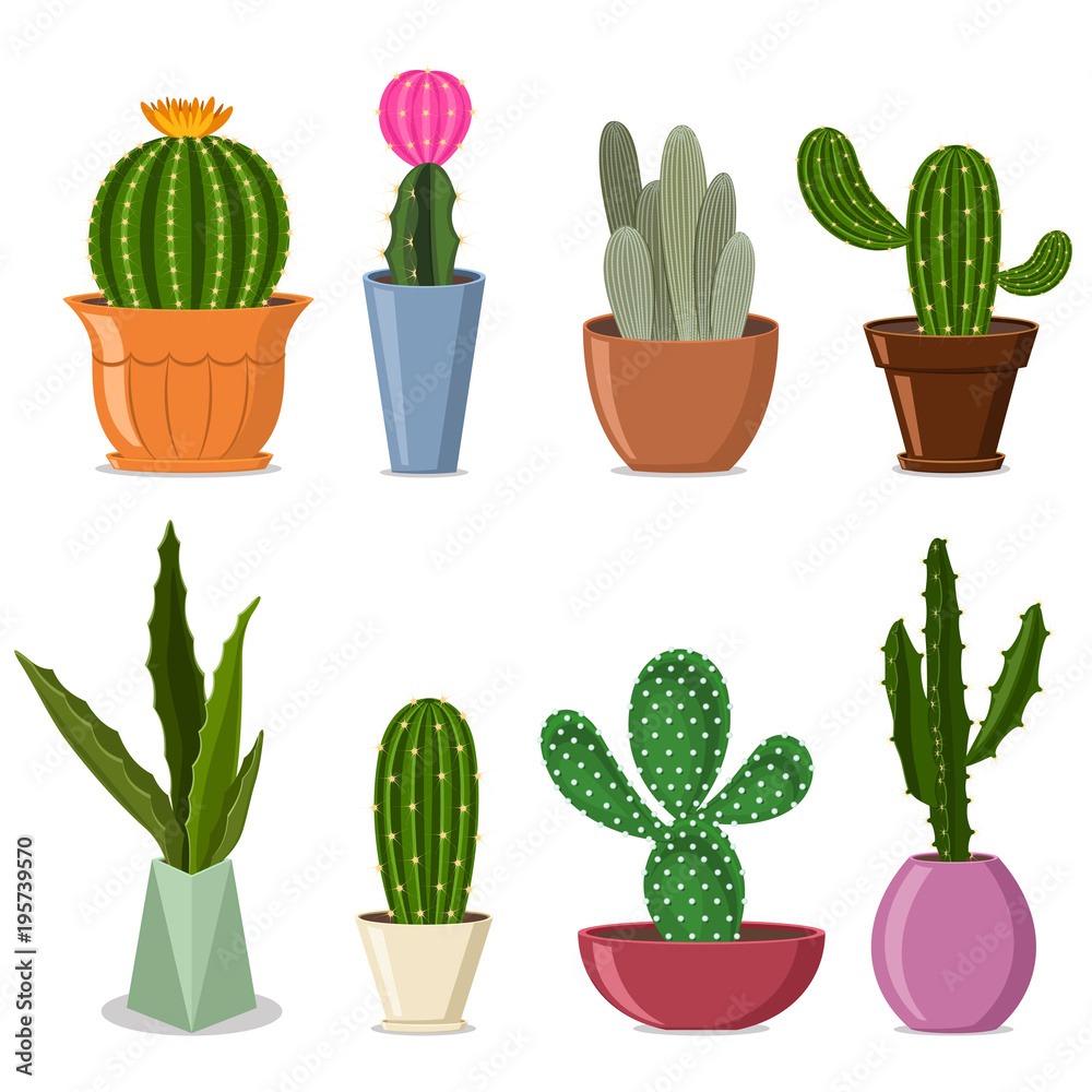 Сactuses in pots set. Vector illustration of home decorative plants with flowers isolated on white background. Сactuses in pots set. Vector illustration of home decorative plants with flowers isolated on white background.