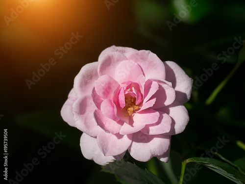 Beautiful pink rose in a garden