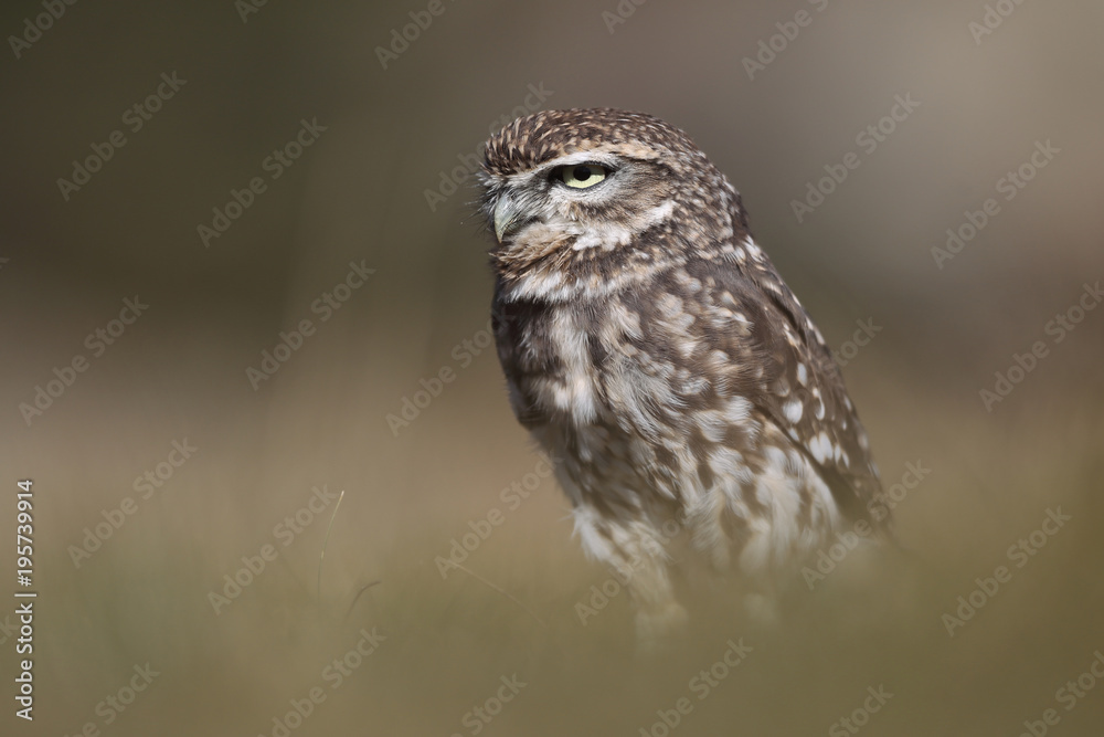 Little owl hunt into the ground Little owl hunt into the ground
