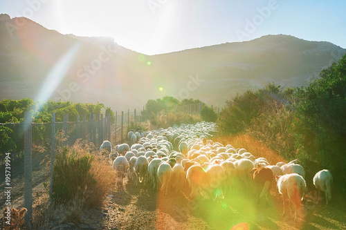 Flock of sheep in agricultural village Perdaxious Carbonia Iglesias Sardinia photo