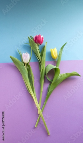 Fototapeta Naklejka Na Ścianę i Meble -  Tulip